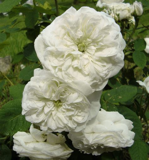 mme hardy a damask rose that dates back to 1832 when monsieur hardy raised this cultivar at