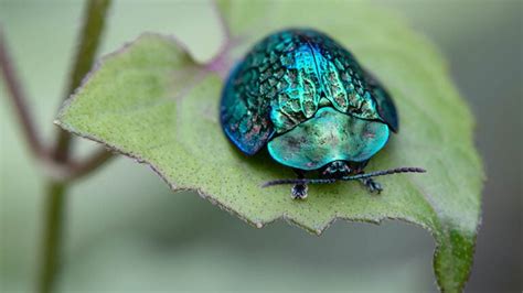 4 Diy Japanese Beetle Trap Plans You Can Make Today With Pictures