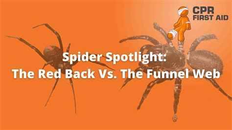Spider Spotlight The Red Back Vs The Funnel Web Cpr First Aid