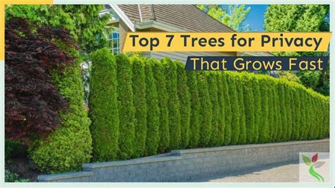 7 Best Trees For Privacy Screen That Grow Fast Video In 2021 Best