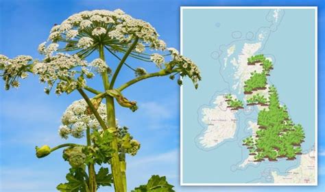 Giant Hogweed Uk Mapped Find Out Where Toxic Plant Grows Giant