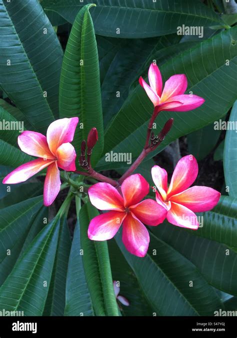 Plumeriasfrangipanis Are Tropical Plants That Grow In Hawaii