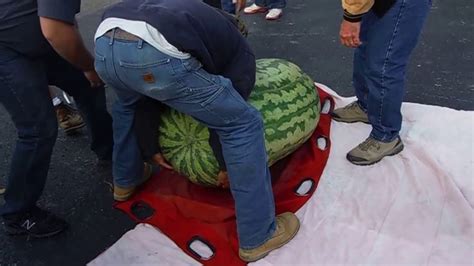 World Record Kent Giant Watermelon World Records Watermelon Kent