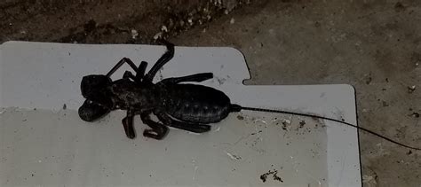 Southern Arizona Black Spider With A Long Antenna Like Tail About 2