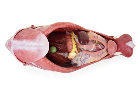 Canine Abdominal Surgical Model Syndaver