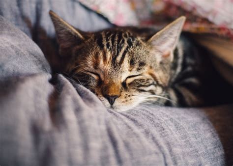 5 Penyakit Kucing Yang Perlu Babu Anabul Waspadai