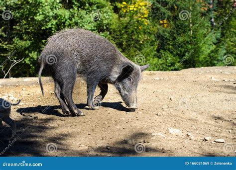 Wild Boar In Autumn Forest Stock Image Image Of Hunted 166031069