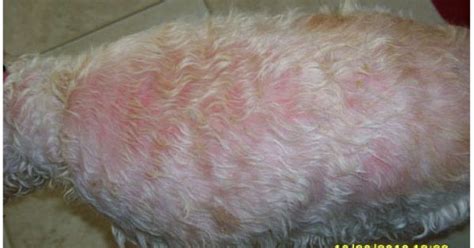 Canine Dermatitis Treated With Dermacton Natural Treatment Canine