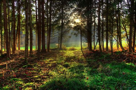 Forests Trees Grass Hd Wallpaper