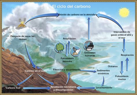 Mapa Conceptual Del Ciclo Del Carbono ¡guía Paso A Paso