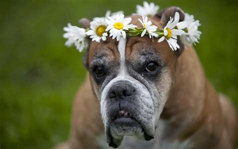boxer dog hd wallpapers