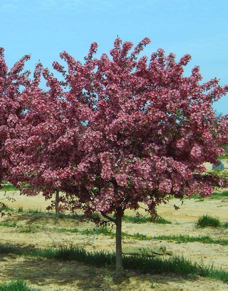 Indian Magic Crabapple Trees Malus Indian Magic Tree Pictures Moon