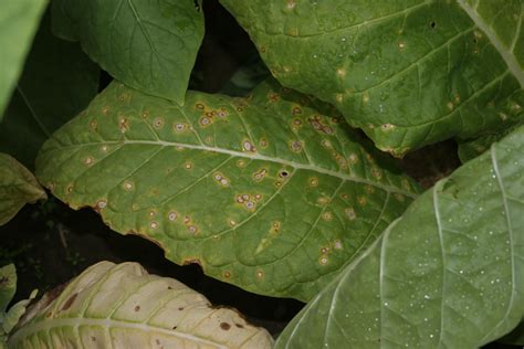 Frogeye Leaf Spot Burley Tobacco Extension