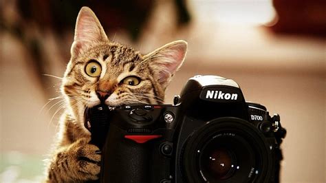 Cat As Photographer By Microkey On Deviantart