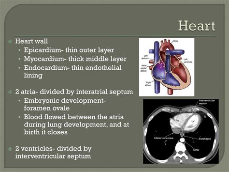 Ppt Thorax Powerpoint Presentation Free Download Id407894