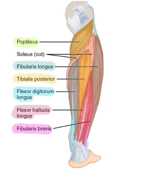 Simple Leg Muscle Diagram Off