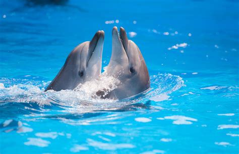 Scientists Discover Dolphins Speak In Sentences Inquirer Technology