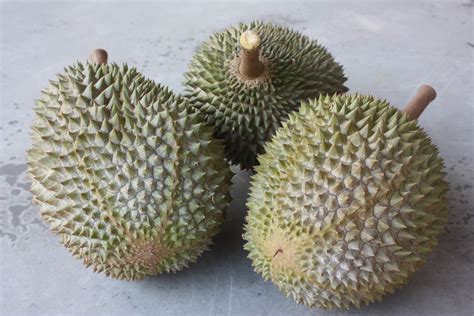 May 31, 2019 · durian is a tropical fruit distinguished by its large size and spiky, hard outer shell. Malaysia Durian: Malaysia Durian
