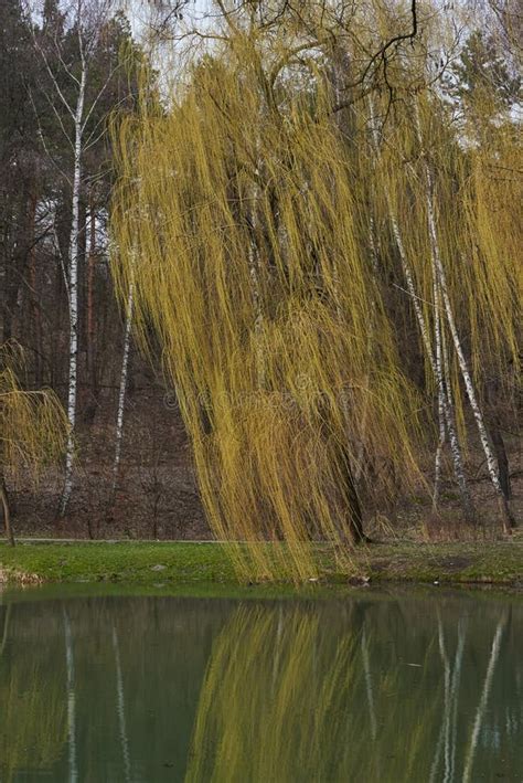 Landscape Of A Weeping Willow Tree During The Fall By The Pond In