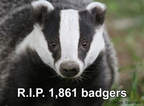 Badger Cull Protesters Descend On Birmingham For 2 National Demos Uk