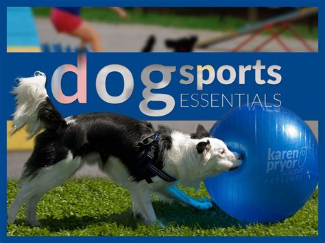 Dog Sports Essentials A Conversation With Lynne Stephens And Karen