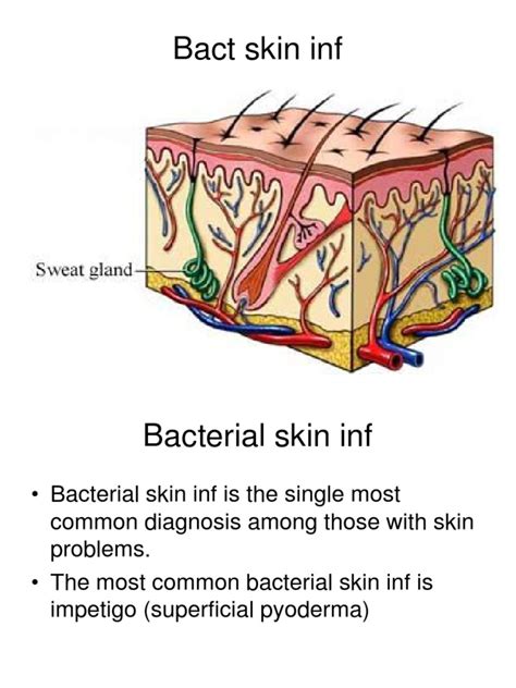 1 Bacterial Skin Inf Cutaneous Conditions Streptococcus