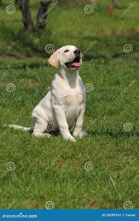 Cute Labrador Puppy Sitting On The Grass Stock Image Image Of Grass