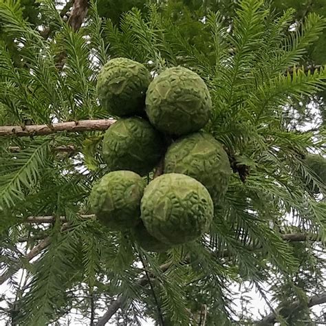 Which Species Pine Tree For Pine Nuts Ohio Mast Producing Trees