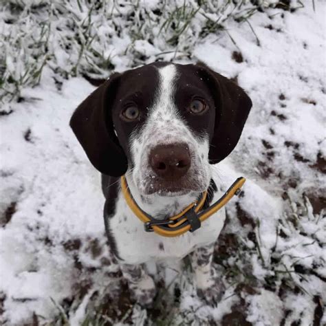 19 English Springer Spaniel Mixes Who Will Steal Your Heart