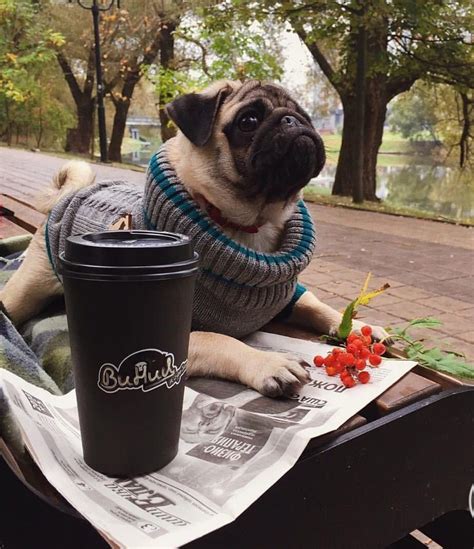 12 Gorgeous Fall Pug Pictures That Make Us Happy To Be Alive The