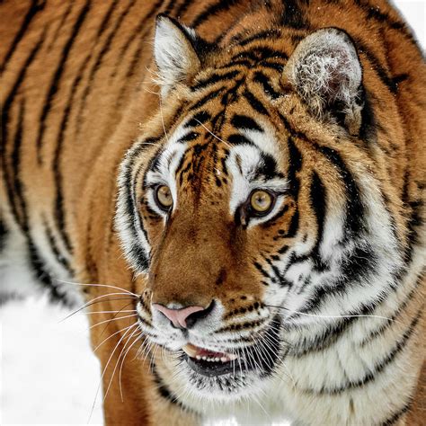 Siberian Tiger Closeup Photograph By Wes And Dotty Weber Fine Art America