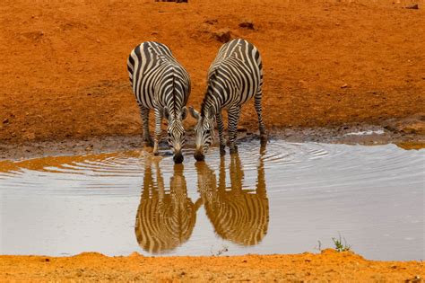 2 Days Kenya Safari from Mombasa - Tsavo East Safari - Evacay Africa
