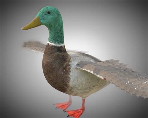 19 Ideas For Mallard Duck 3d Model Xanderia Mockup Vrogue