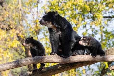 Adorable Andean Bear Cubs Make Public Debut At Queens Zoo