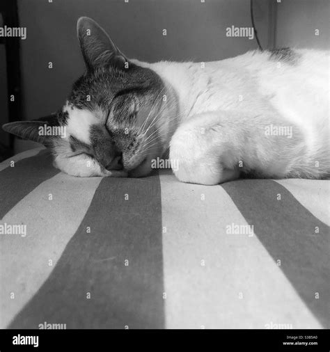 A Cat Sleeping In A Bed Stock Photo Alamy