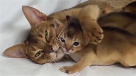 Adorable Sweet Kittens And Mom Videos Compilation 2017