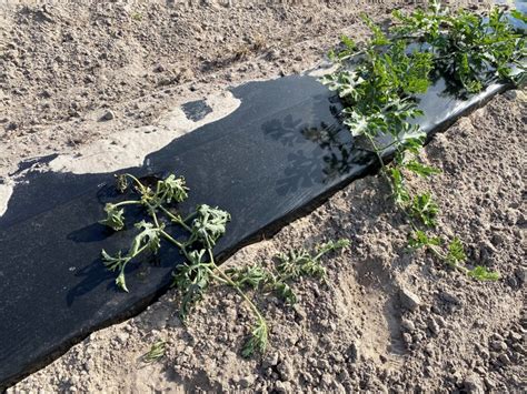 April Watermelon Crop Update Panhandle Agriculture