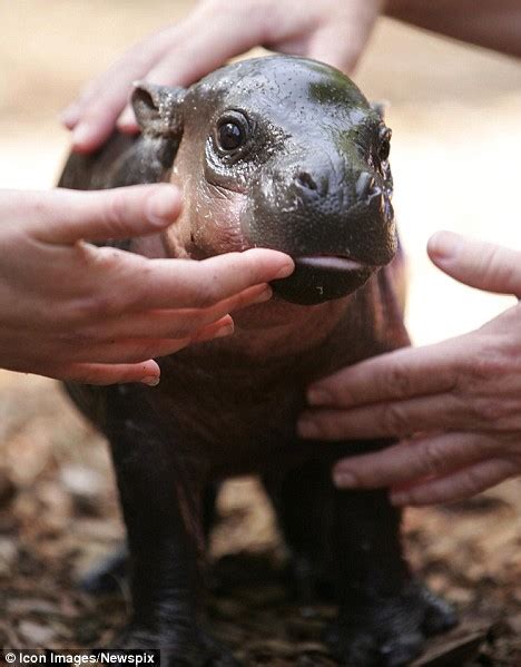 Pictured The Baby Pygmy Hippo That Brings New Hope For The Endangered