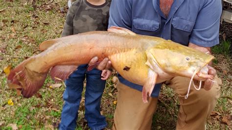 Species Spotlight Flathead Catfish Louisiana Sportsman