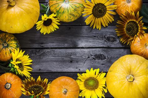 Frame Of Pumpkins And Sunflowers On Wooden Background