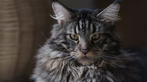 That is an excellent choice considering that these brilliant and beautiful. The Grey Maine Coon - Everything you need to know - Ginger ...
