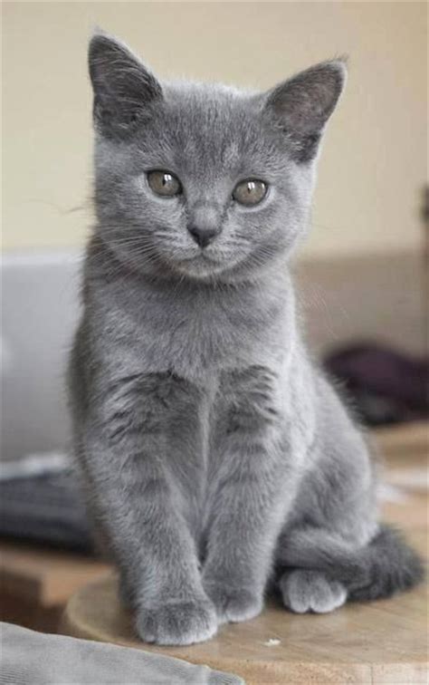 17 Best Images About Grey Cats On Pinterest Russian Blue