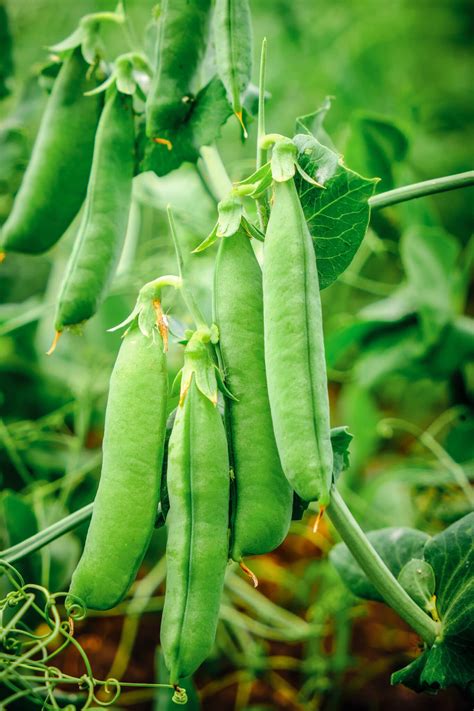 Container Gardening Snap Peas Fasci Garden