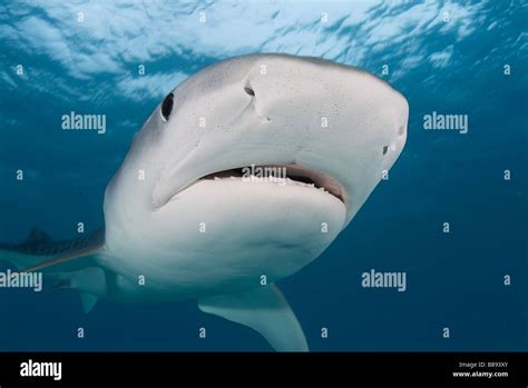 Tiger Shark Galeocerdo Cuvier Bahamas Caribbean Sea Stock Photo Alamy
