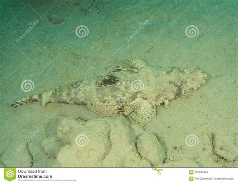 Carpet Flathead Stock Photo Image Of Wildlife Undersea 120880344