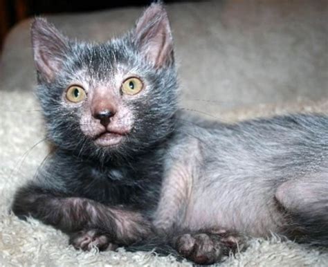 Cat Breeder Discovers A Cat That Looks Like Werewolves