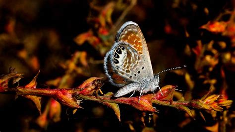 Western Pygmy Blue Butterfly New To Wa Seen In Tri Cities Tri City