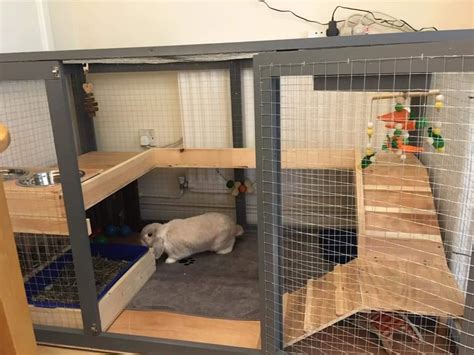 Top Tips For Keeping Rabbits Indoors Rabbit Hutch World