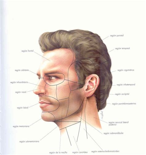Cabeza Y Cuello Anatomia Topografica