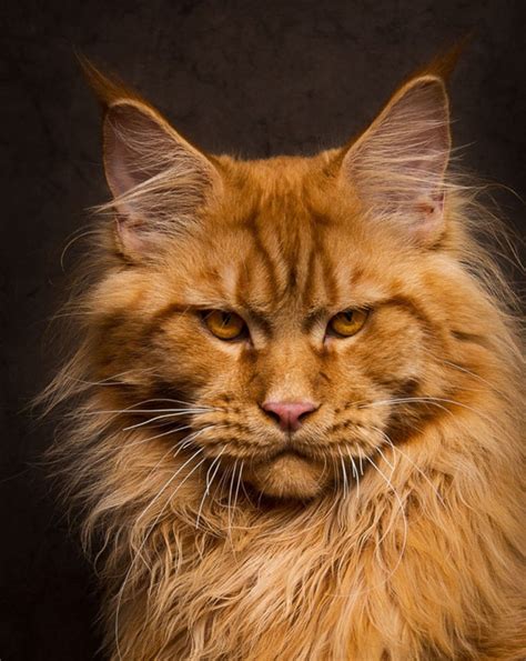 Myths, legends and lore surround the maine coon cat. 16 Maine Coon Cats That Look Like Majestic Mythical ...